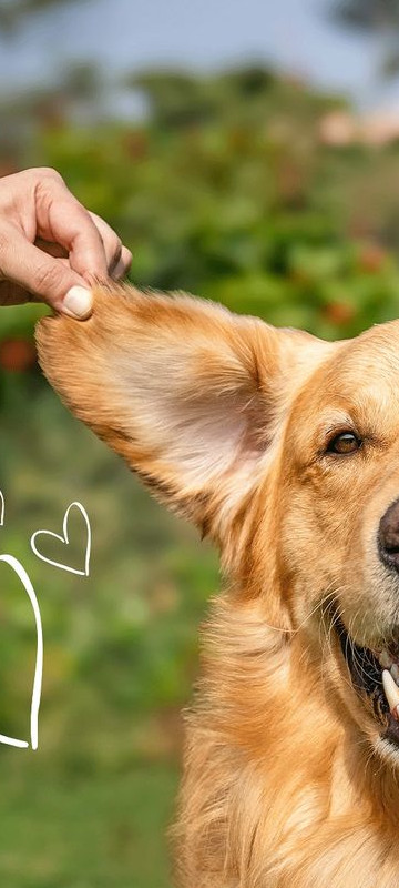 chien heureux courant dans le parc avec son propriétaire, moment joyeux, couleurs chaudes, journée ensoleillée